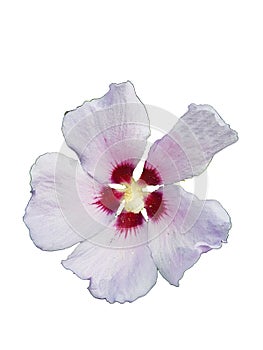 A white and pink isolated flower on a white background