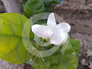 White and pink Jasmine flowers in home botanical gardens looks beautiful