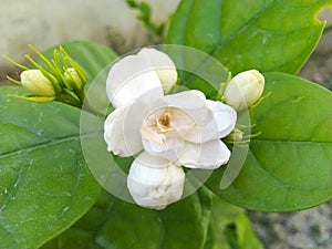 White and pink Jasmine flowers in home botanical gardens looks beautiful