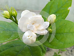 White and pink Jasmine flowers in home botanical gardens looks beautiful