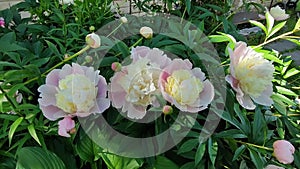 White-pink large peony flowers bloomed on a flower bed in the garden