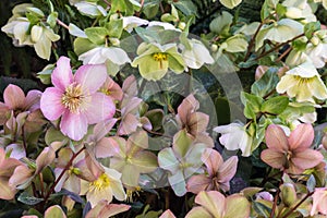 White and pink lenten hellebores in bloom background