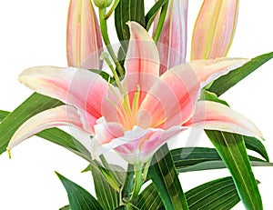 White and pink Lilium flowers, (Lily, lillies) bouquet, floral arrangement, close up, isolated, white background.