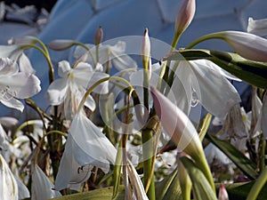 White and pink Lillies in front of an Eden Project dome.
