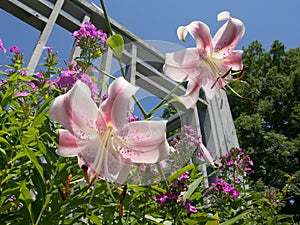 White and Pink Lillies