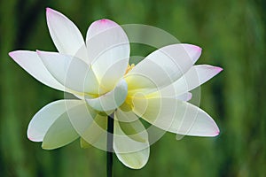 White-pink lotus flower