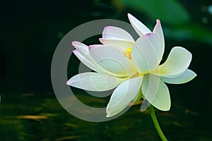 White-pink lotus flower