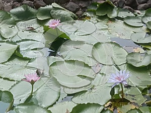 White and pink lotus in mahableshwar