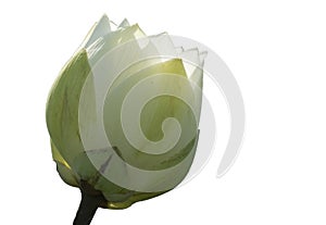 White pink lotus petal flower isolated on white background