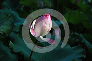 White and pink lotus