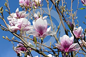 Early spring white-pink magnolia blossoms 02