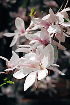 White and pink magnolia flower on a branch