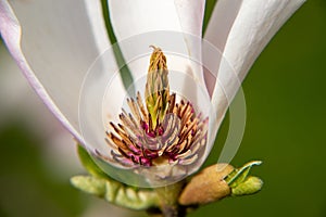 White-pink magnolia flower with partially fallen petals