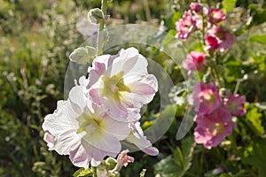 White and pink malva flowers