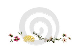 White and pink manuka flowers with pure manuka honey isolated on white background