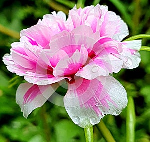 a white pink mose rose in the park photo