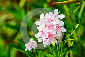 White and Pink Nerium Oleander Flowers