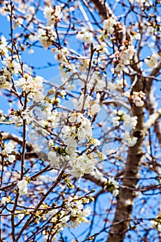 White-pink olive tree flowers