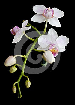 White and pink orchid