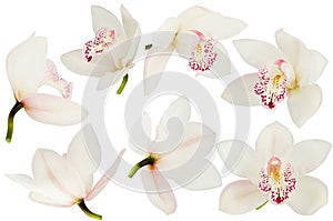 White pink Orchid flower head set isolated on white background, different sides view, close-up