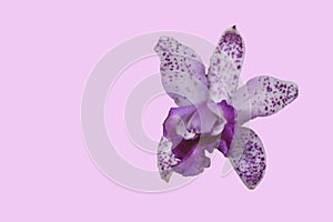 white and pink orchid on light pink background