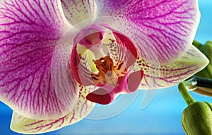 White and pink orchid (Phalaenopsis)