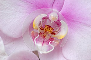 White-pink orchid pistil