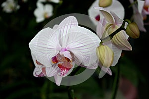 White and pink orchids