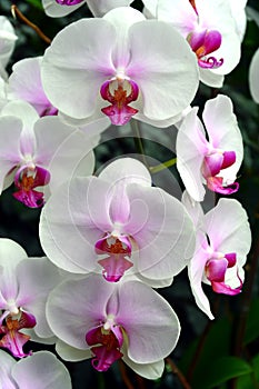 White pink orchids