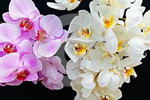 White and pink Orchids on a black background