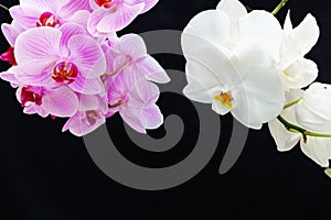 White and pink Orchids on a black background
