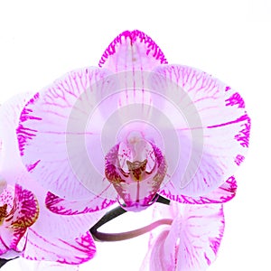 White and pink orchids on a branch. White background