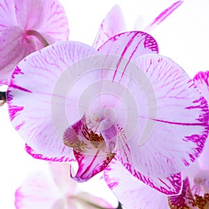 White and pink orchids on a branch. White background