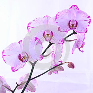 White and pink orchids on a branch. White background