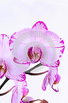 White and pink orchids on a branch. White background