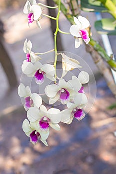 white and pink orchids flower on a green left blured background.