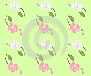 White and pink orchids on a green background