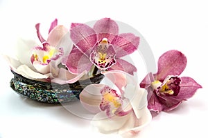 White and pink orchids photo