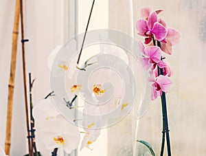 White and pink orchids on light background