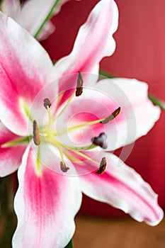 White and pink Oriental Mero Star Lilly bloomed flower close up macro shot photo