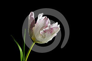 White pink parrot tulip, flower head with water drops in backlight against black background, copy space, selected focus