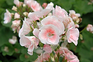 White-pink pelargonium