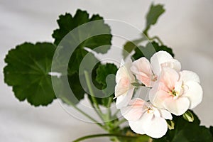 White-pink pelargonium flowers close-up. On the back blurred background of flower leaves