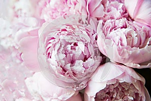 White and pink peonies. Background romantic wallpaper photo