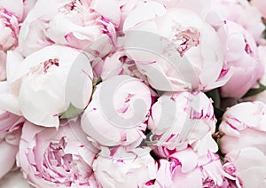 White and pink peonies. Background, wallpaper