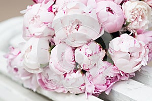 White and pink peonies. Background, wallpaper