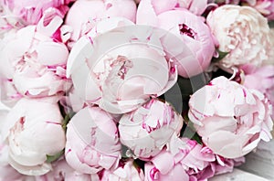 White and pink peonies. Background, wallpaper
