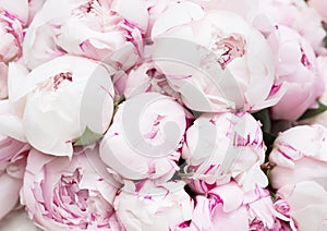 White and pink peonies. Background, wallpaper photo