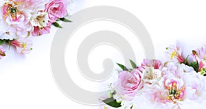 White and pink peonies on a white background. A delicate festive composition.
