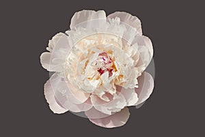 White-pink peony isolated.